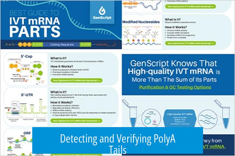 Detecting and Verifying PolyA Tails