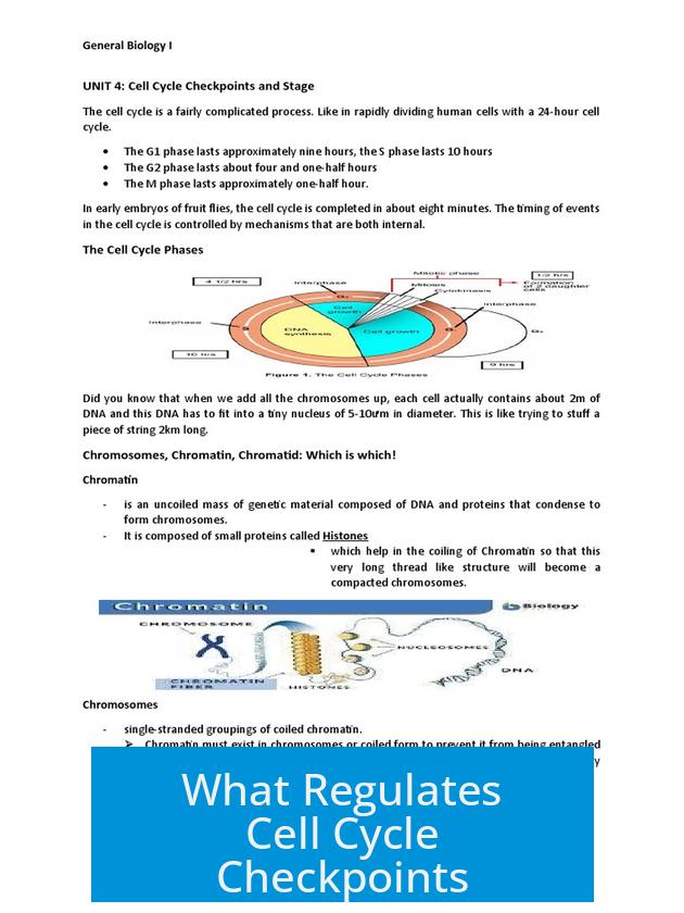 What Regulates Cell Cycle Checkpoints?