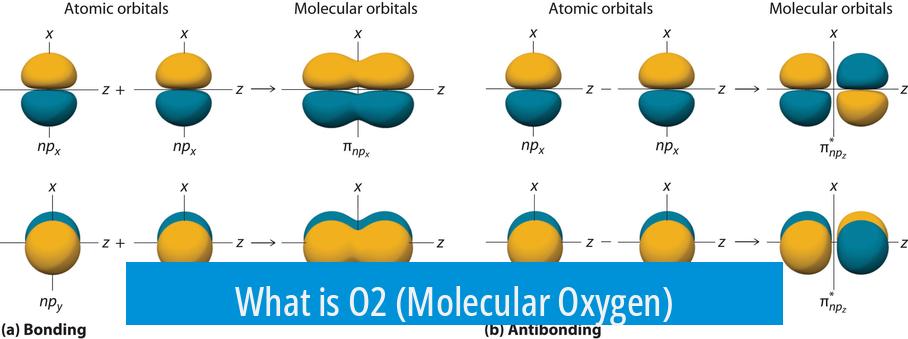 What is O2 (Molecular Oxygen)?