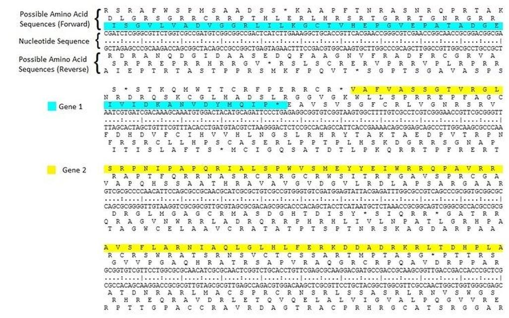 This means any sequence has three possible reading frames. Each frame defines a different set of codons and can encode different peptide sequences.