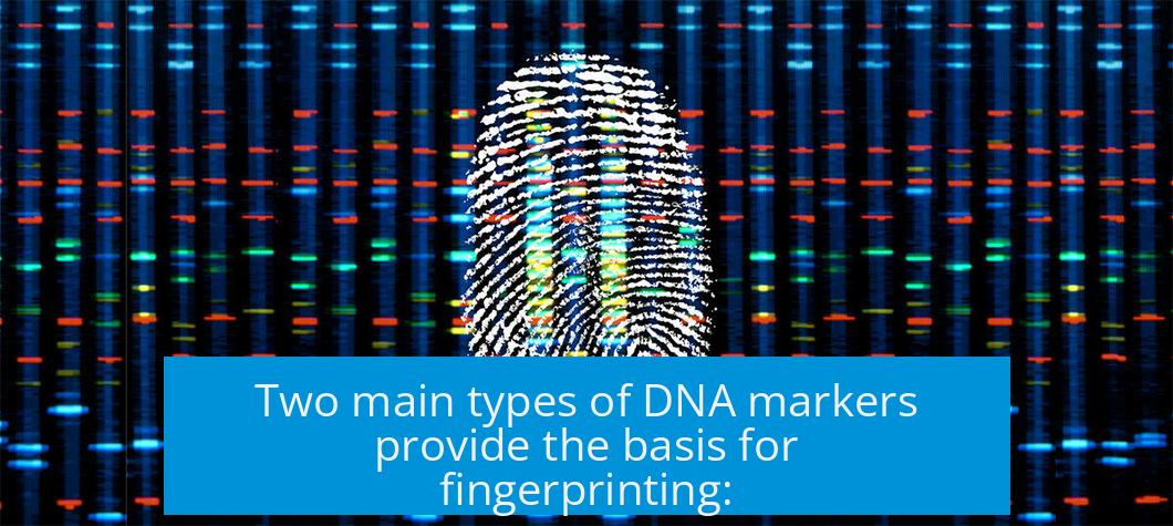 Two main types of DNA markers provide the basis for fingerprinting: