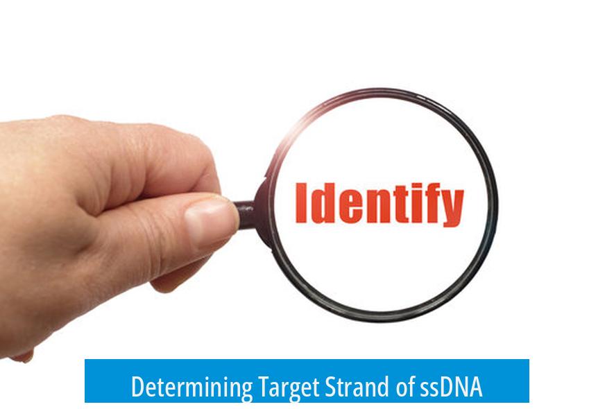 Determining Target Strand of ssDNA