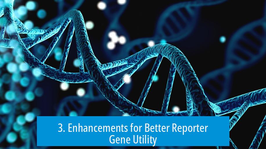 3. Enhancements for Better Reporter Gene Utility