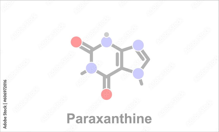 Caffeine and paraxanthine both act as central nervous system stimulants. However, caffeine has a longer plasma half-life, prolonging its stimulant effect. Paraxanthine acts later and sustains part of caffeine's effects but is metabolized faster. Taking paraxanthine directly skips caffeine's initial stimulating phase.