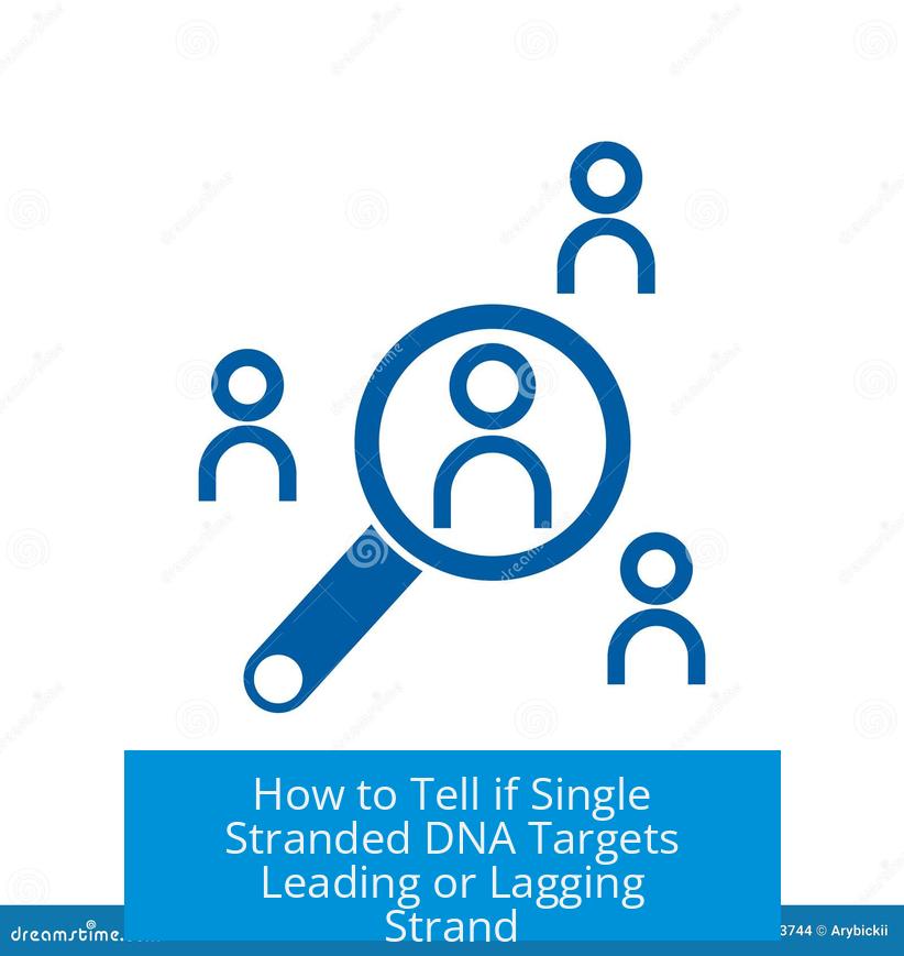 How to Tell if Single Stranded DNA Targets Leading or Lagging Strand