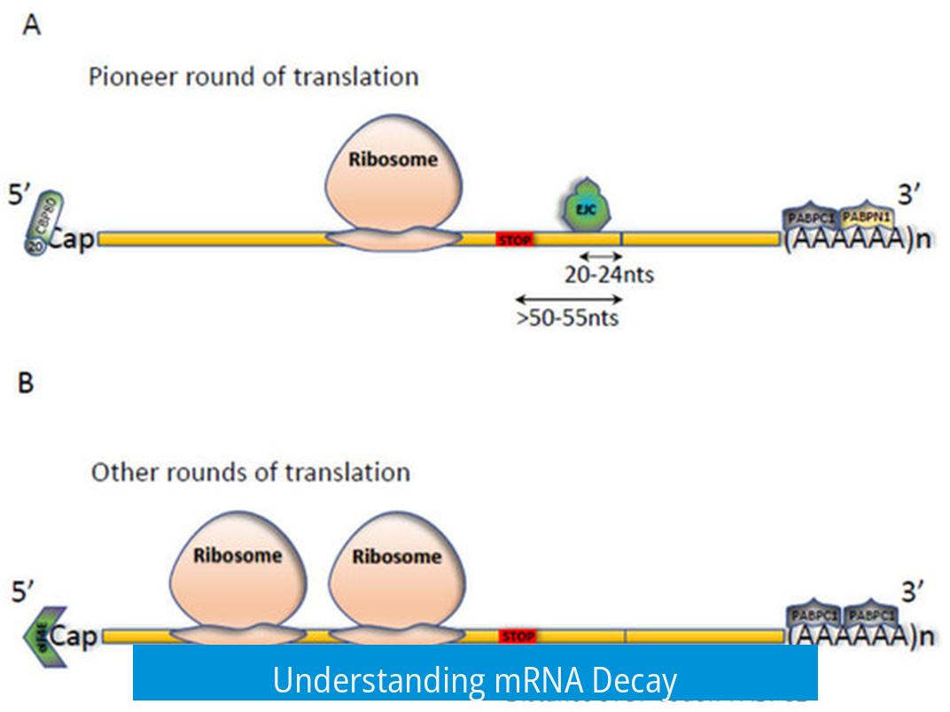 Understanding mRNA Decay