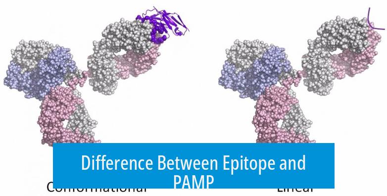 Difference Between Epitope and PAMP
