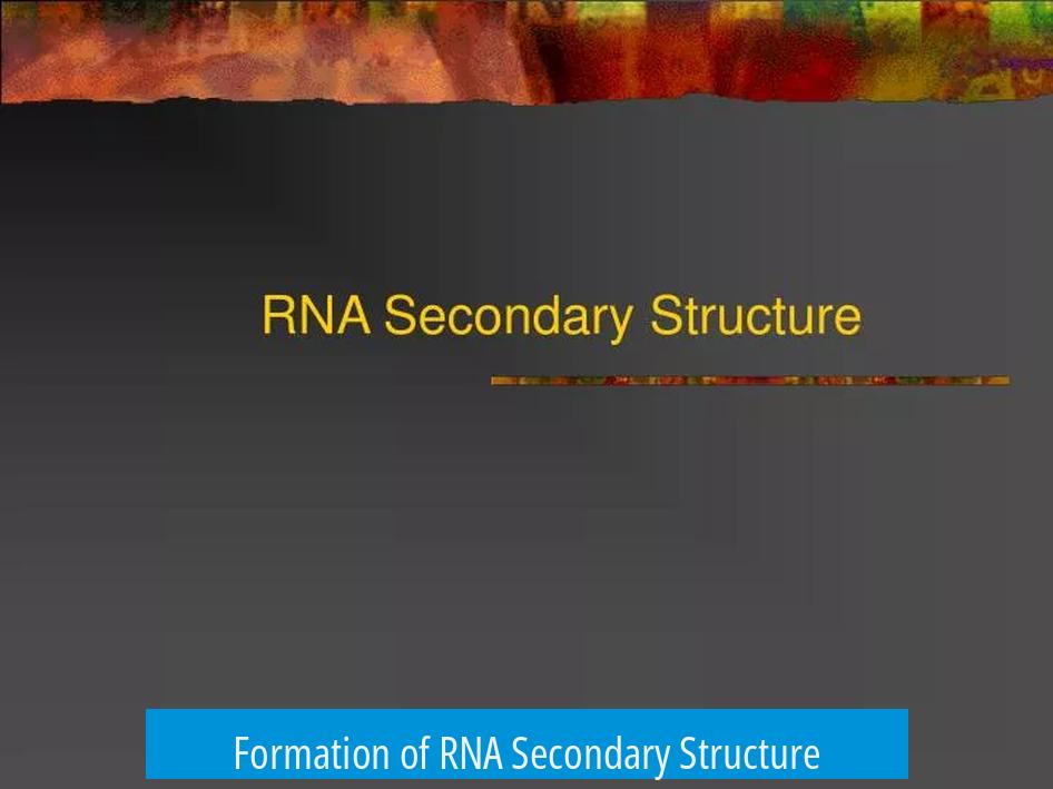 Formation of RNA Secondary Structure
