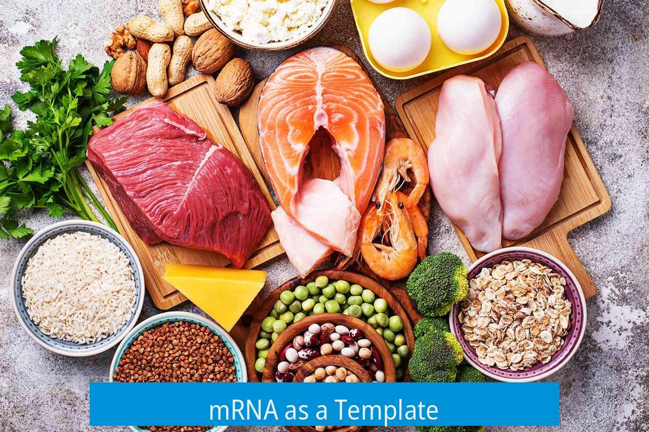 mRNA as a Template
