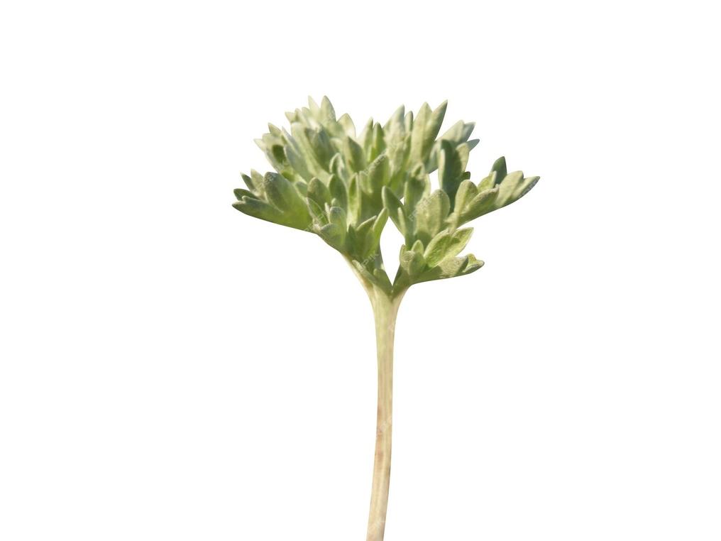 Artemisia absinthium contains abundant secondary metabolites that can interfere with DNA purity. When commercial kits fall short, a modified CTAB method combined with chloroform/isoamyl alcohol purification often yields pure HMW DNA.