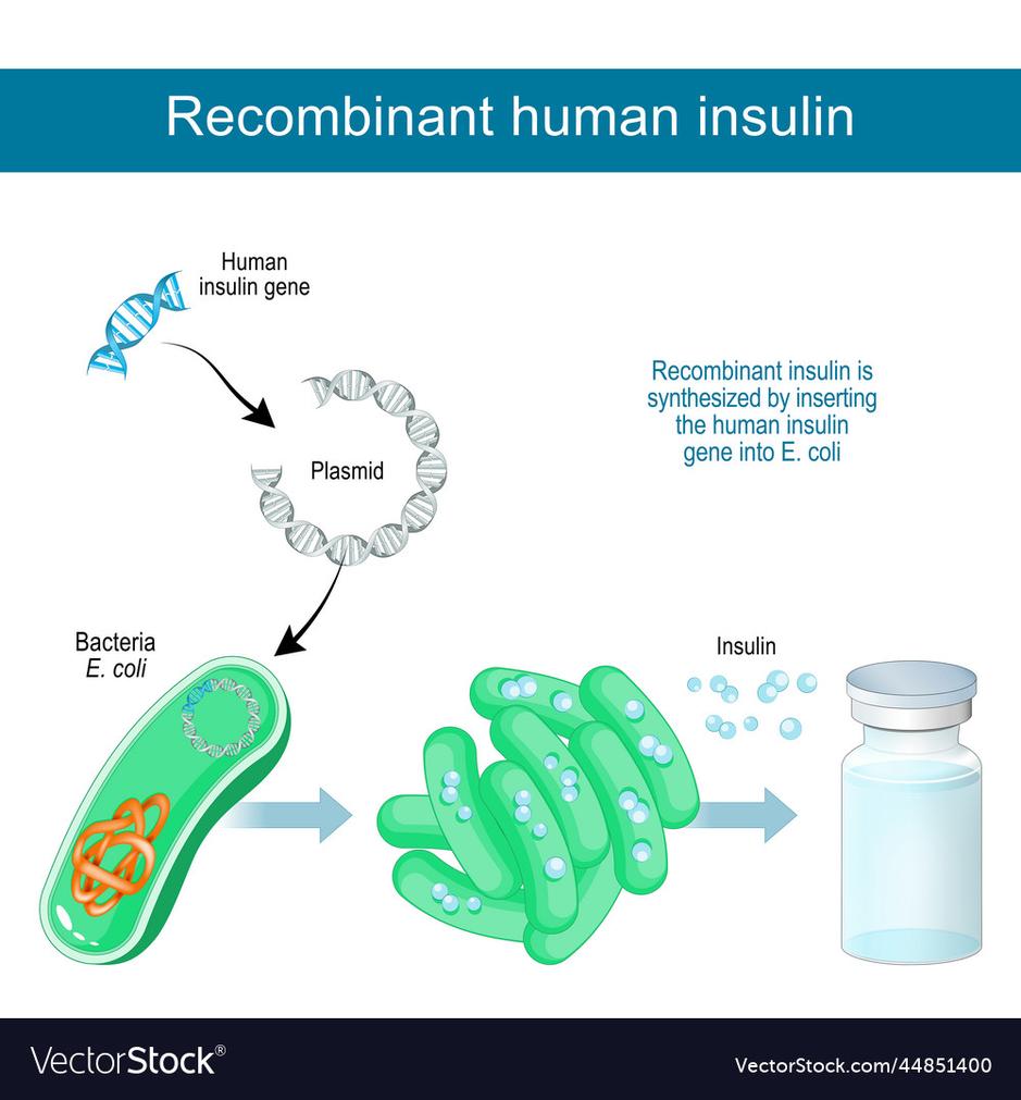 Many steps rely on pre-prepared reagents and instructions. However, laboratory skills are crucial. Even those who understand recombinant DNA theory often make errors without hands-on experience. Practical skills, such as precise pipetting and aseptic technique, affect success markedly.