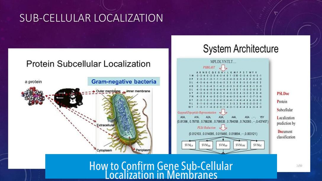 How to Confirm Gene Sub-Cellular Localization in Membranes