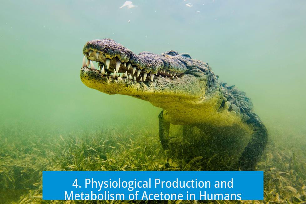 4. Physiological Production and Metabolism of Acetone in Humans