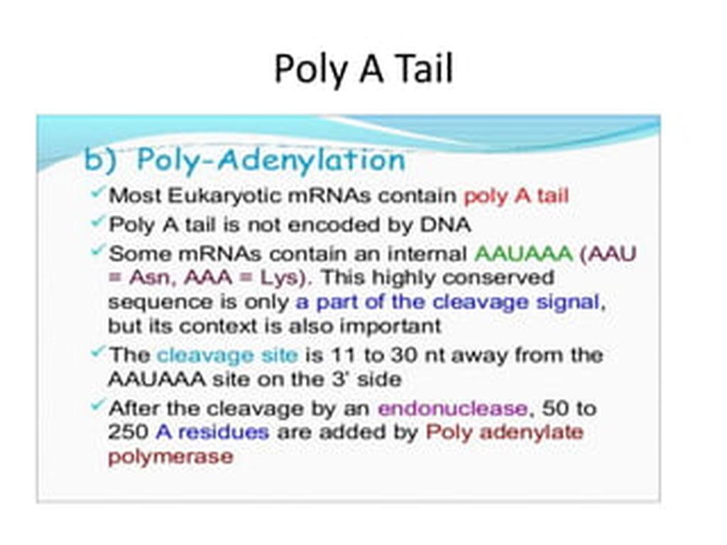 The assembly of the spliceosome depends on the immediate recognition of splice sites. This process ensures that the RNA is properly excised and prepared for final maturation.