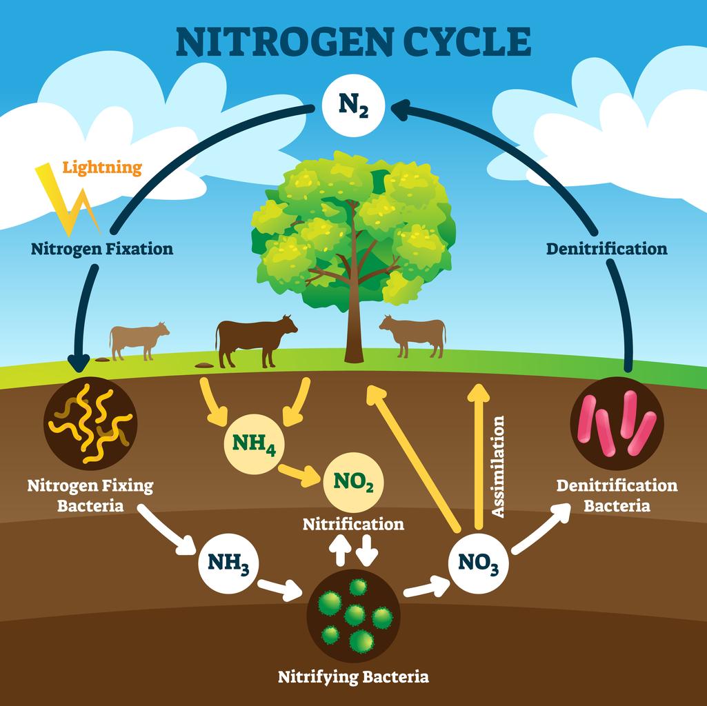 Arguments for Nitrogen as sp3 Hybridized