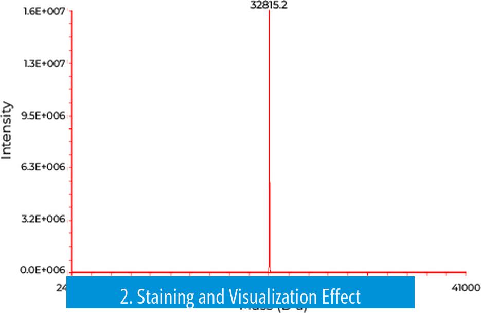 2. Staining and Visualization Effect