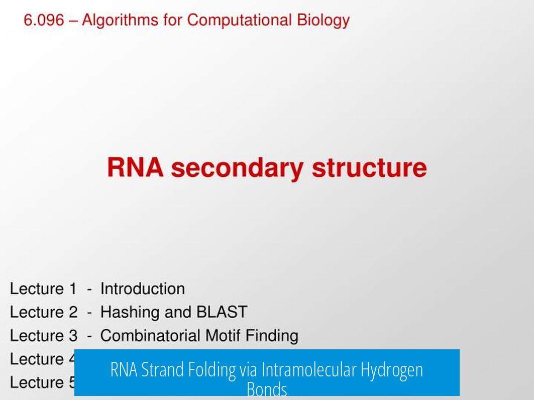 RNA Strand Folding via Intramolecular Hydrogen Bonds