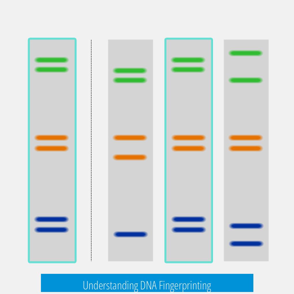 Understanding DNA Fingerprinting