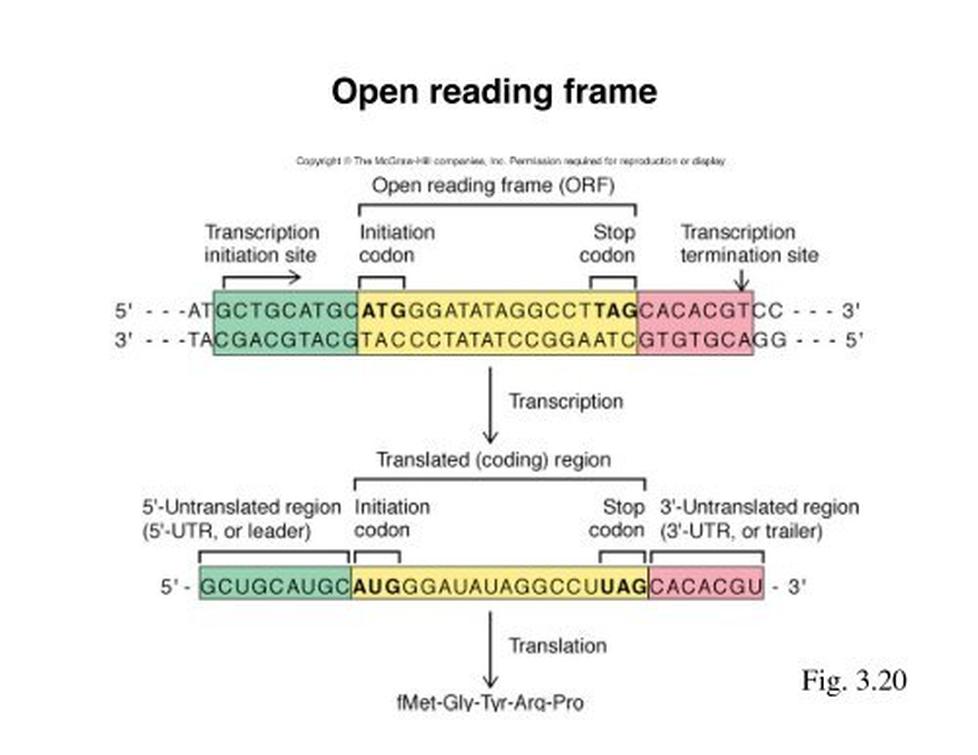 An open reading frame is a reading frame that contains a "start codon" (commonly ATG in DNA or AUG in mRNA) near its beginning and extends without encountering a "stop codon" (such as TAA, TAG, or TGA in DNA) for a length long enough to potentially encode a protein. The ORF ends at the first in-frame stop codon after the start.