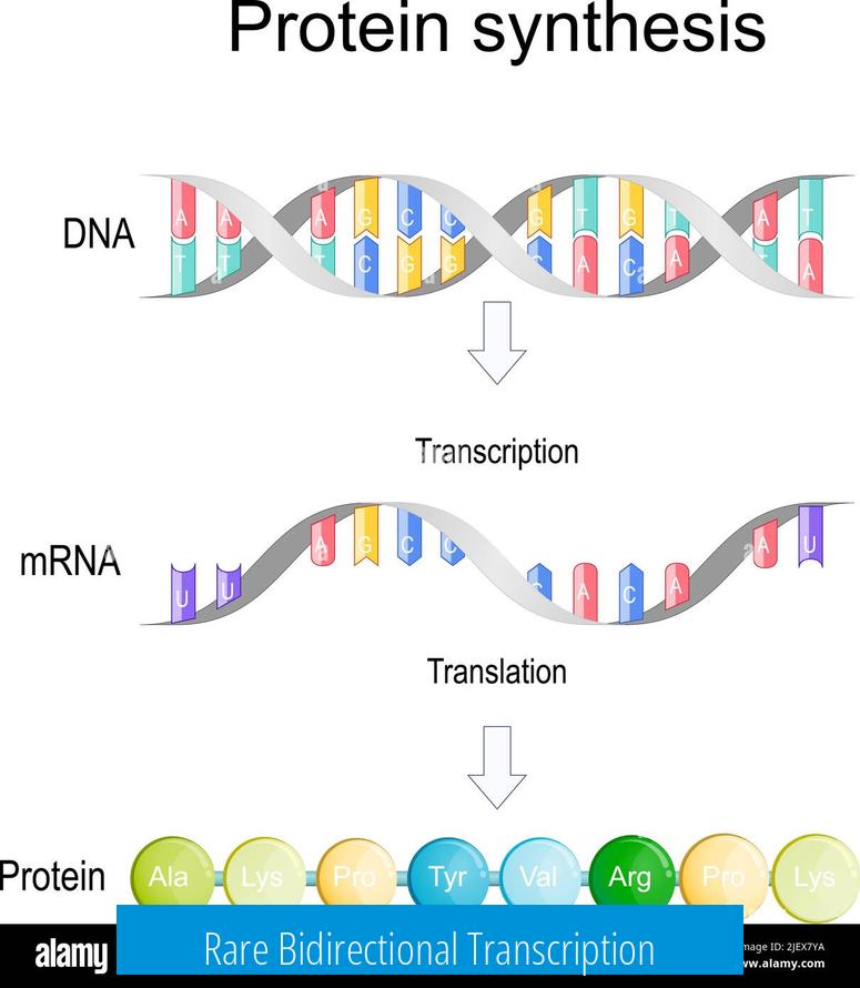 Rare Bidirectional Transcription