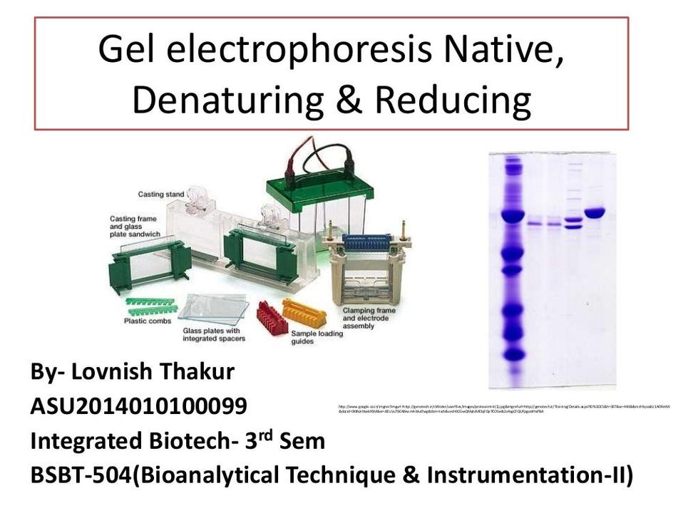 Native gel samples lack denaturing agents. Loading buffers include substances like 50% glycerol to ensure samples sink into wells but exclude chemicals that unfold nucleic acids. They generally contain dyes and buffers without harsh chemicals.