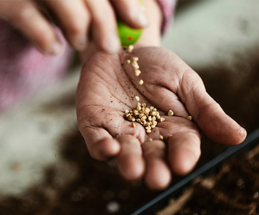 Seeds from oil-rich plants, such as canola and hemp, contain significant oils. These lipids complicate extraction since oils co-purify with DNA, reducing purity and yield.