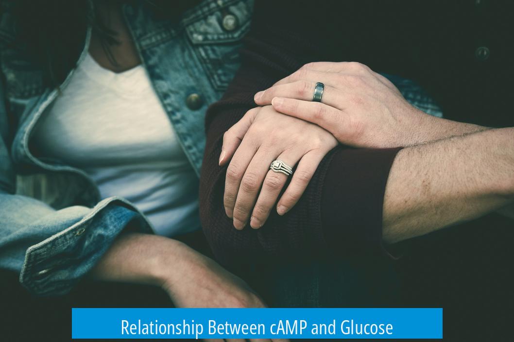 Relationship Between cAMP and Glucose