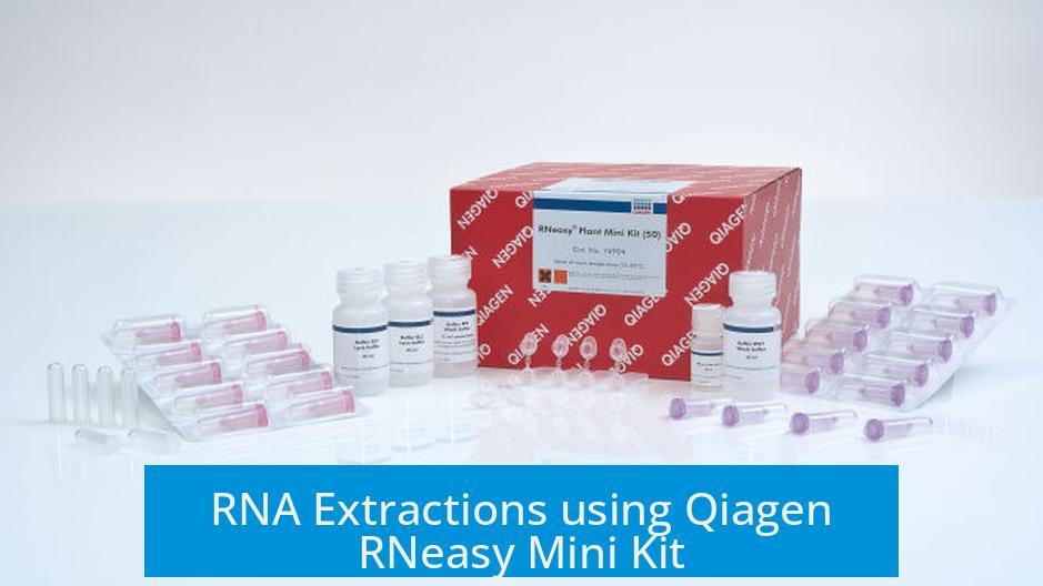 RNA Extractions using Qiagen RNeasy Mini Kit