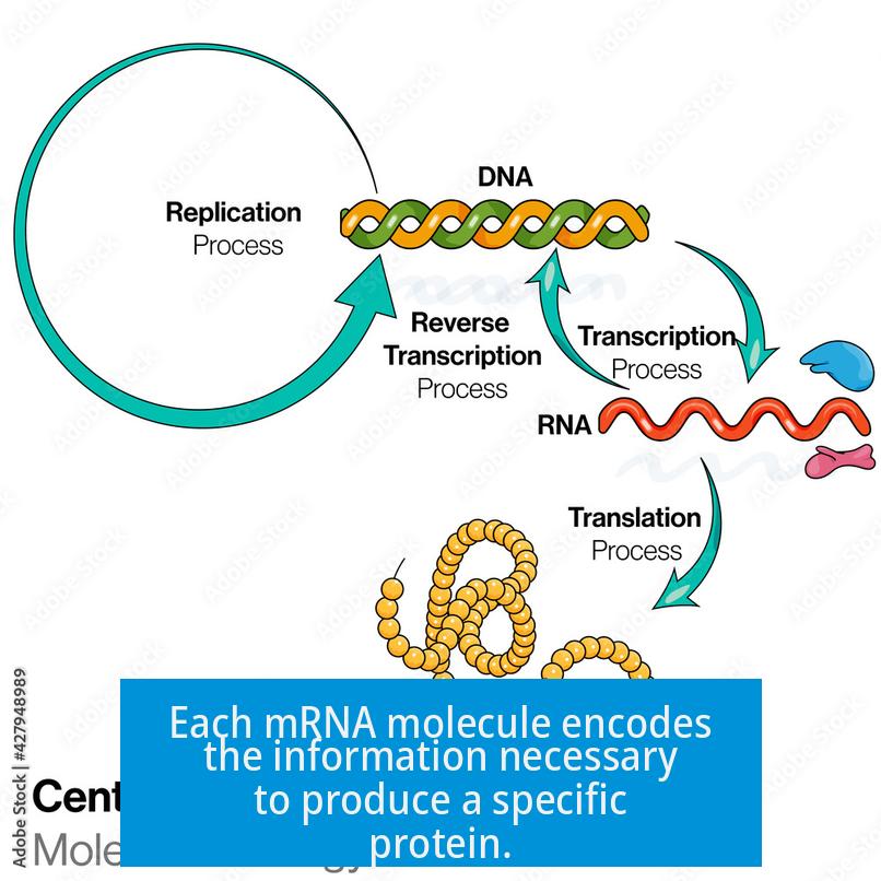 Each mRNA molecule encodes the information necessary to produce a specific protein.