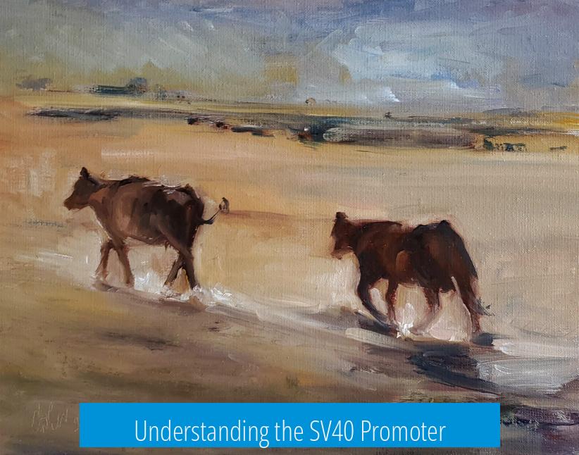 Understanding the SV40 Promoter