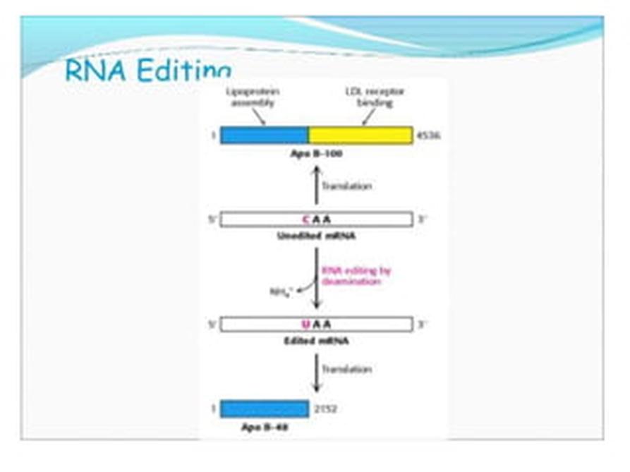RNA processing initiates while the RNA is still being synthesized, a phenomenon termed cotranscriptional processing. The newly formed 5′ end of the pre-mRNA emerges from RNA polymerase II and is immediately modified.