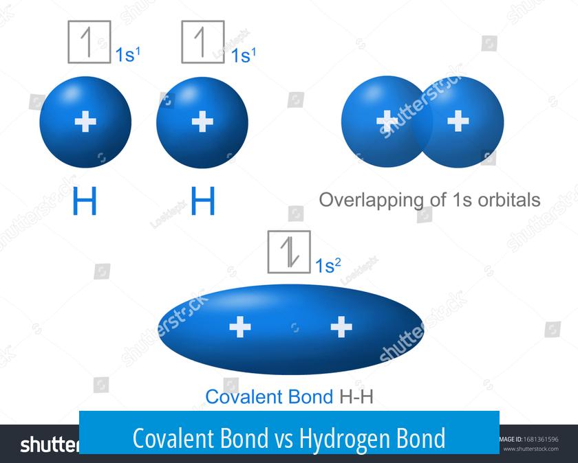 Covalent Bond vs Hydrogen Bond