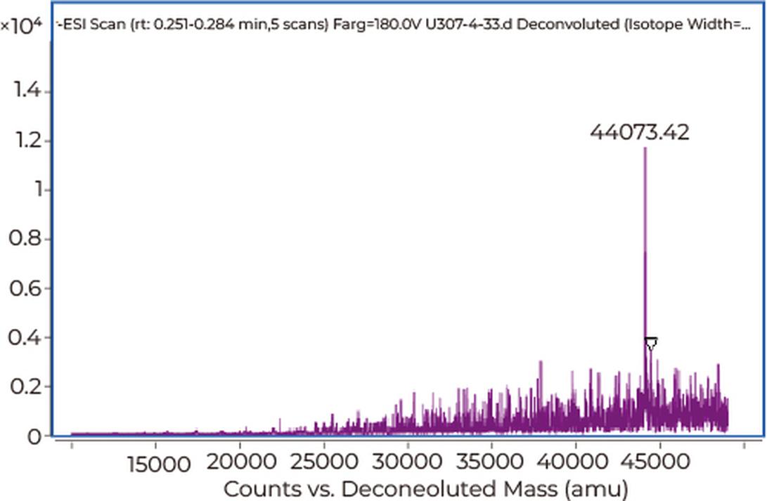 Staining consistency can vary depending on the dye type and exposure time. Overstaining can exaggerate these features, while understaining may obscure them. Users often observe these irregular shapes without functional loss of the RNA.