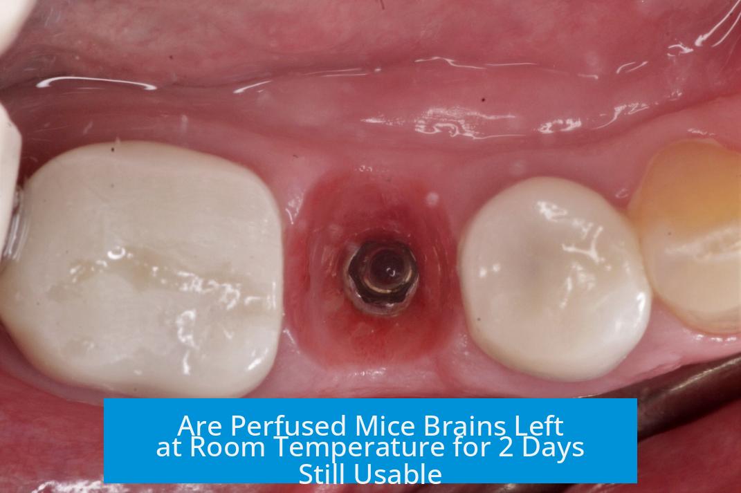 Are Perfused Mice Brains Left at Room Temperature for 2 Days Still Usable?