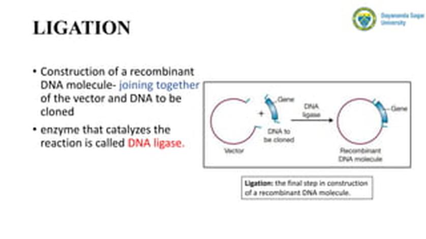Bacterial Strain and Transformation
