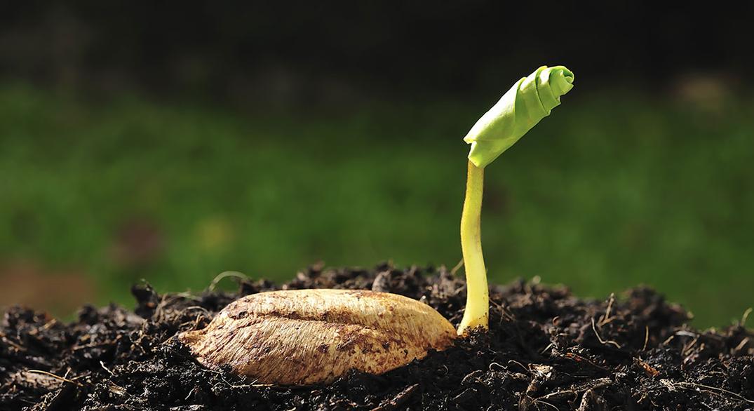 It is advisable to reduce starting seed material to one-quarter or one-half compared to leaf samples. Increasing lysis buffer volume also helps dilute viscous components.