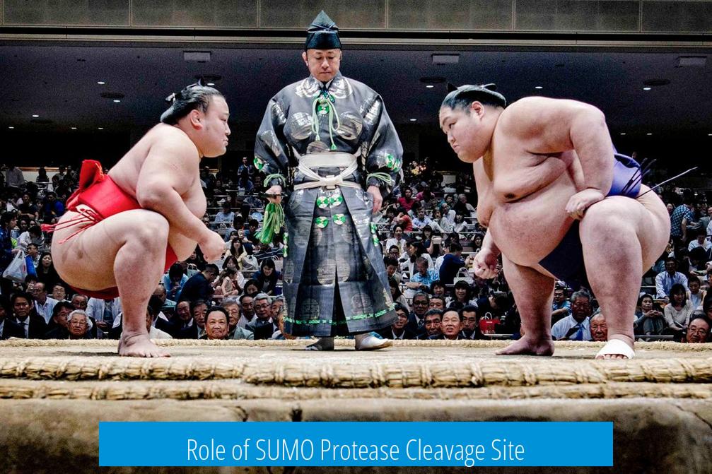 Role of SUMO Protease Cleavage Site