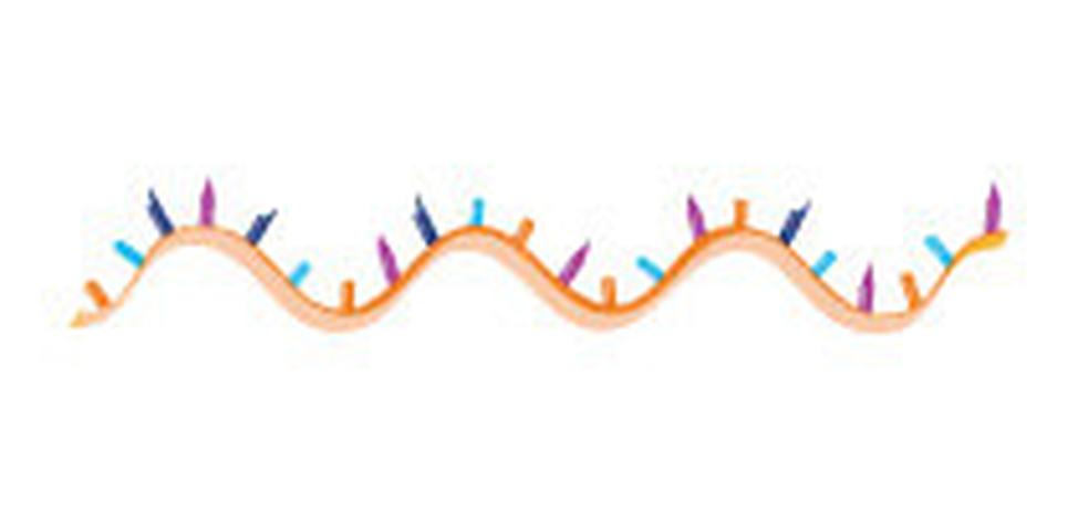 At high RNA concentrations during electrophoresis, oligonucleotides may self-hybridize or fold into secondary structures. While urea gels are denaturing, certain strong interactions might persist transiently, causing uneven dye uptake.