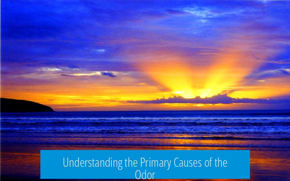 Understanding the Primary Causes of the Odor