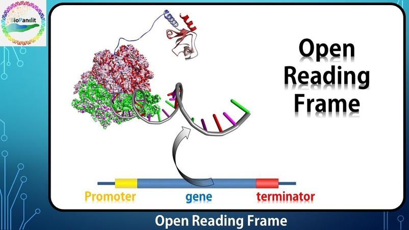 The ribosome reads the mRNA transcript codon by codon during translation. The RNA polymerase transcribes DNA into mRNA. Detecting ORFs within DNA sequences is an essential step in gene annotation since ORFs correspond to parts of the genome that could encode proteins.