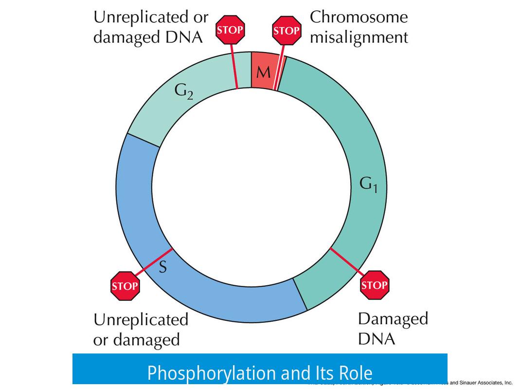 Phosphorylation and Its Role