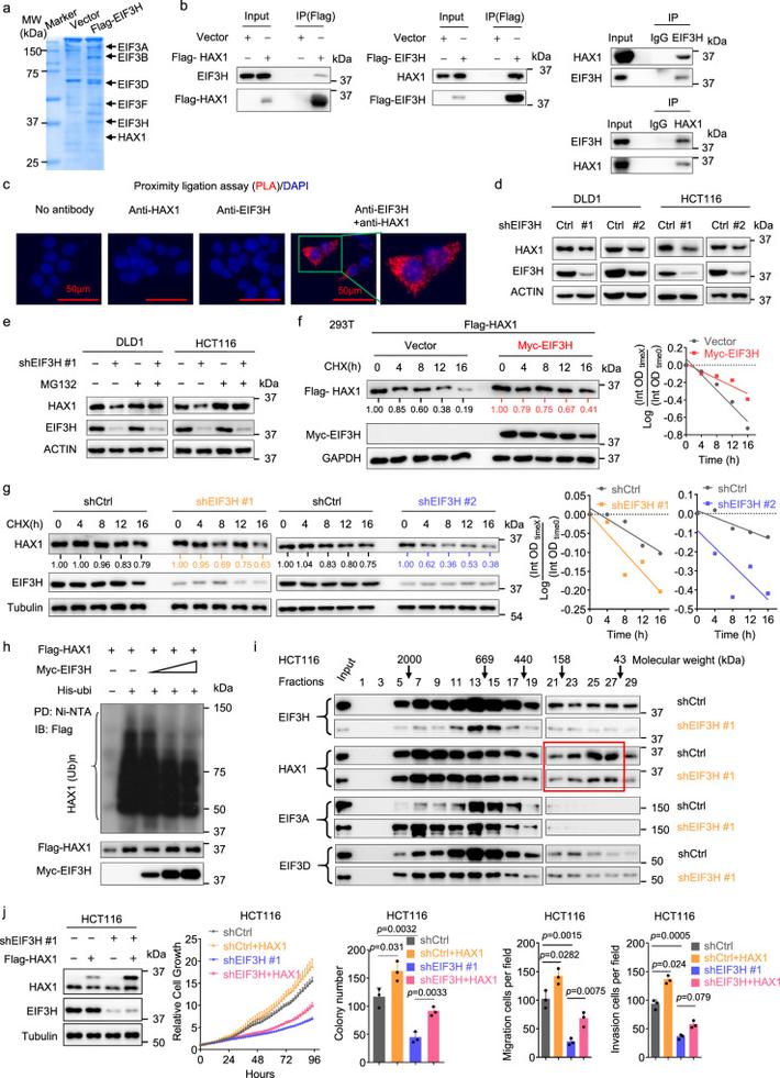 Longer contact allows more efficient binding of His-tagged proteins to Ni-NTA agarose. Pre-mixing beads with lysate enhances this step.