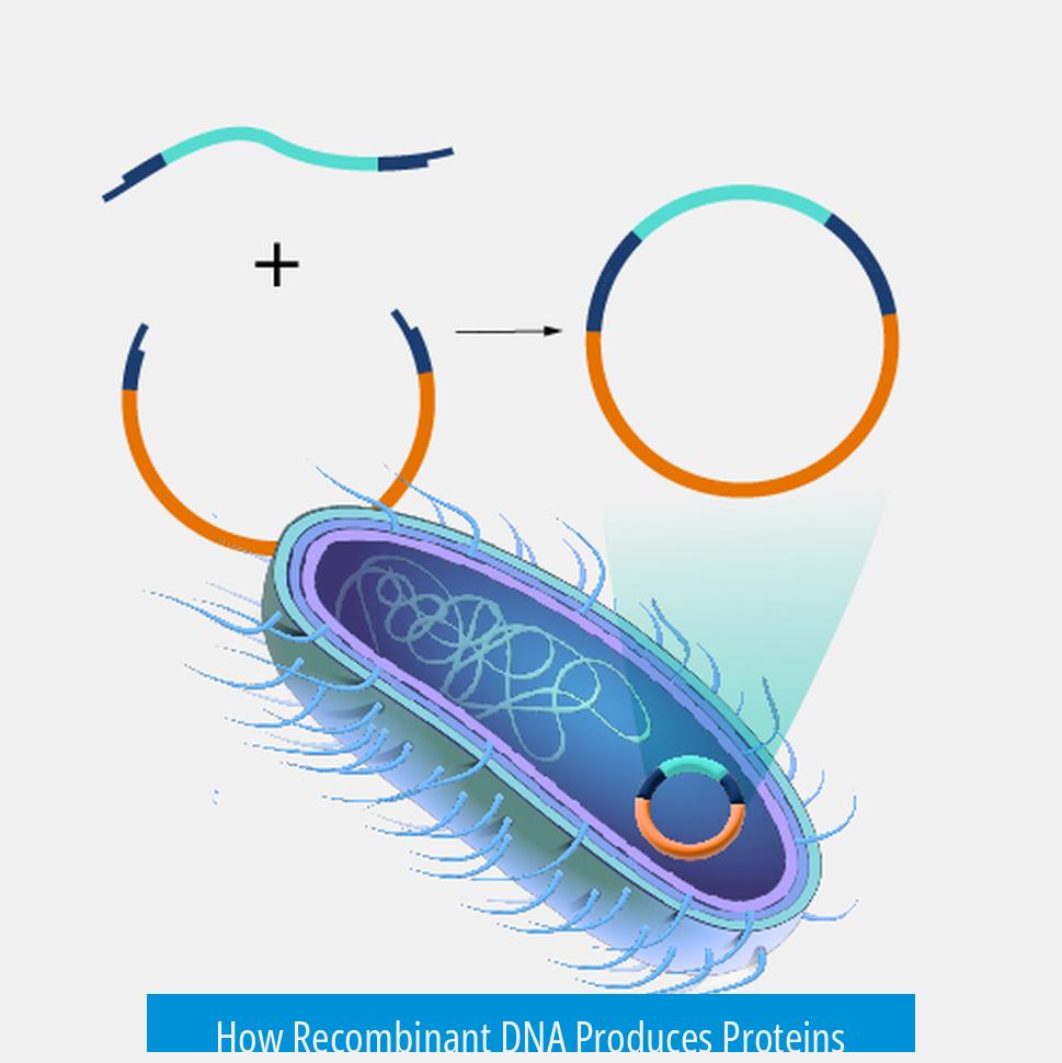How Recombinant DNA Produces Proteins