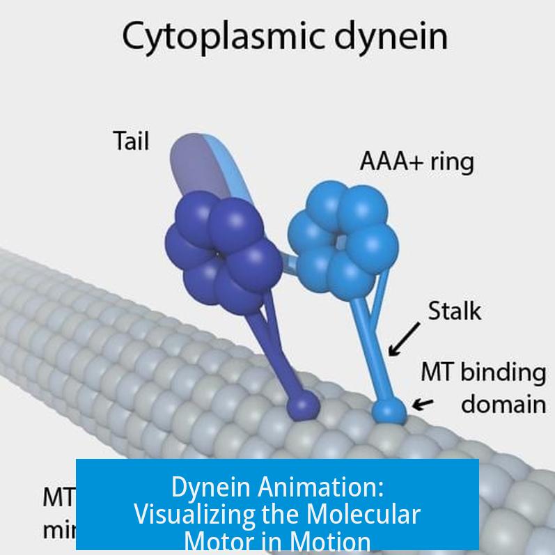 Dynein Animation: Visualizing the Molecular Motor in Motion