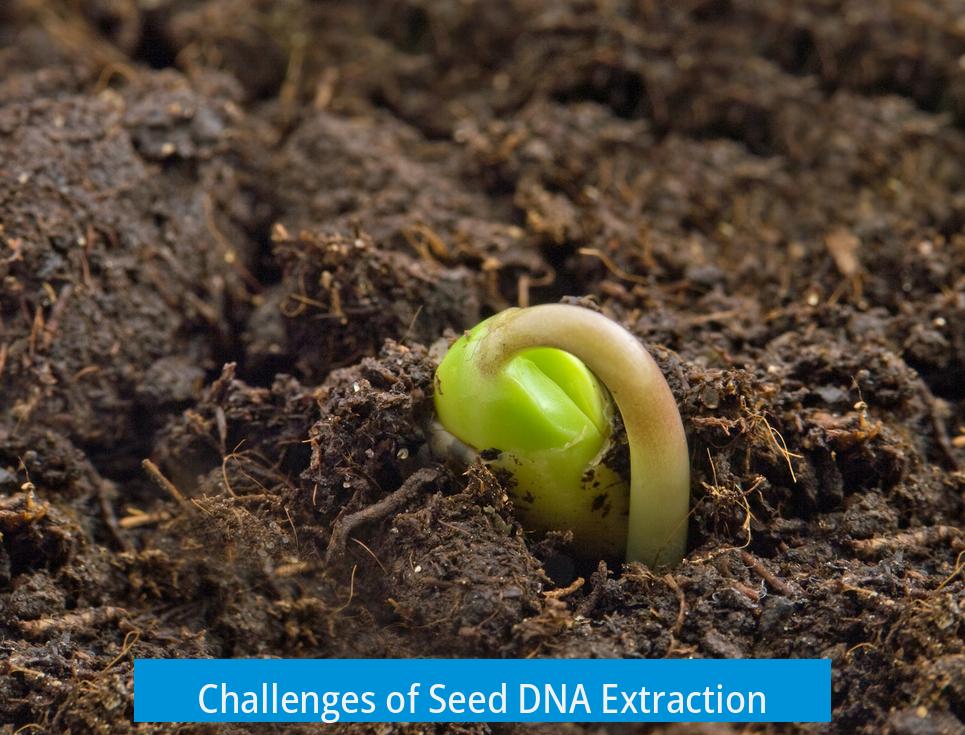Challenges of Seed DNA Extraction