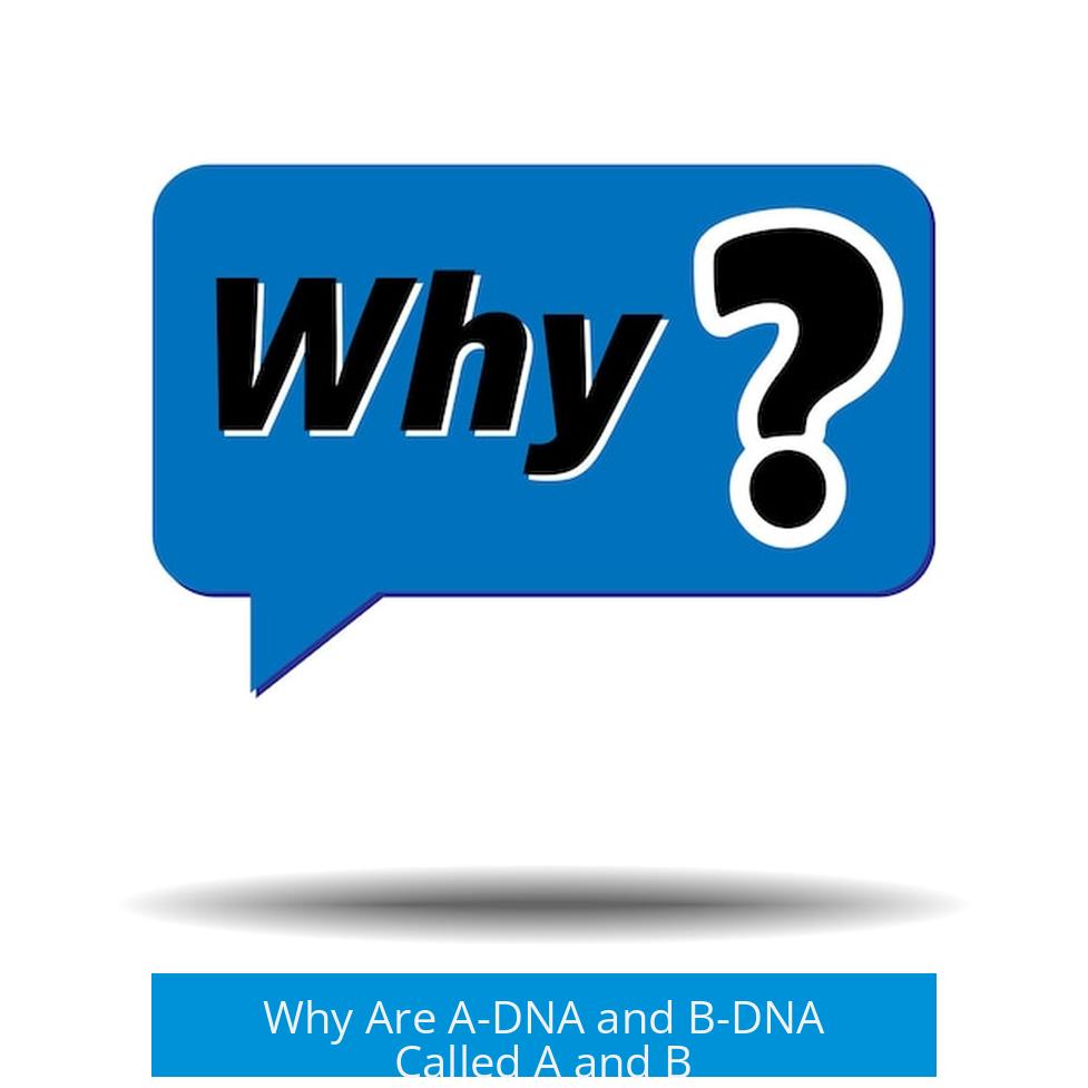 Why Are A-DNA and B-DNA Called A and B?