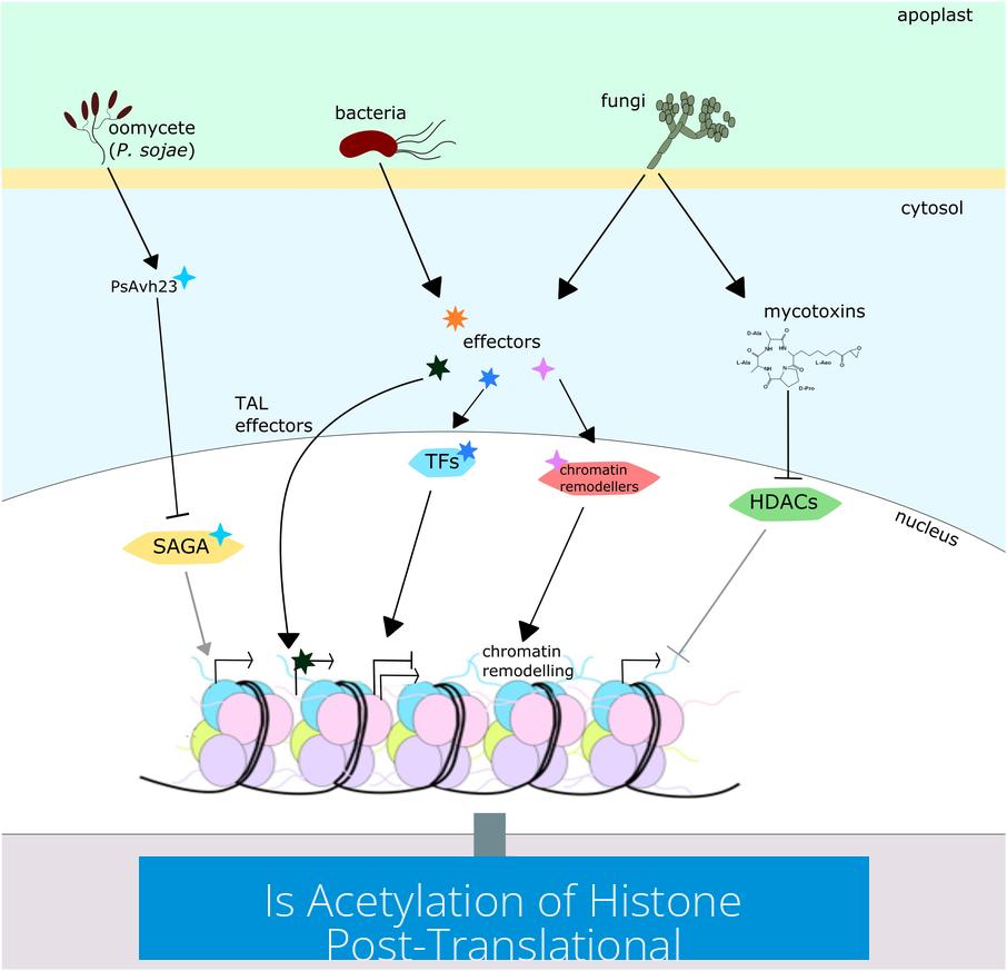 Is Acetylation of Histone Post-Translational?