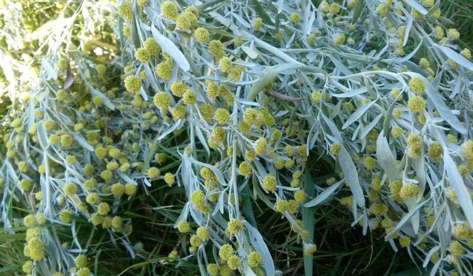Hana Simkova is a recognized expert in UHMW DNA isolation from plants. Her protocol development experience is valuable for resolving challenges during extraction. Her research paper (available here) offers detailed insights into effective protocols for plants similar to Artemisia.