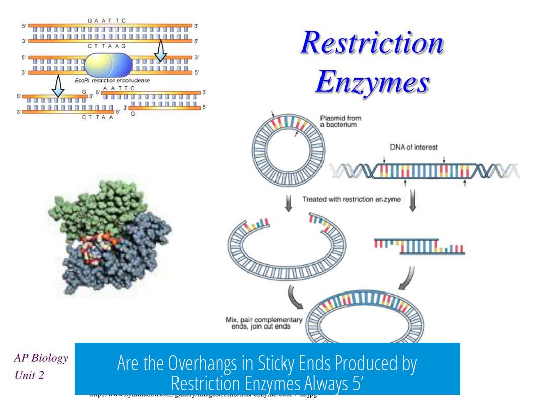 Are the Overhangs in Sticky Ends Produced by Restriction Enzymes Always 5’?