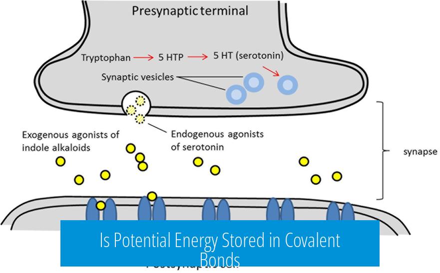 Is Potential Energy Stored in Covalent Bonds?